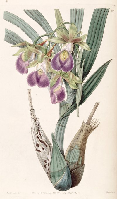 Galeandra baueri von Miss Drake
